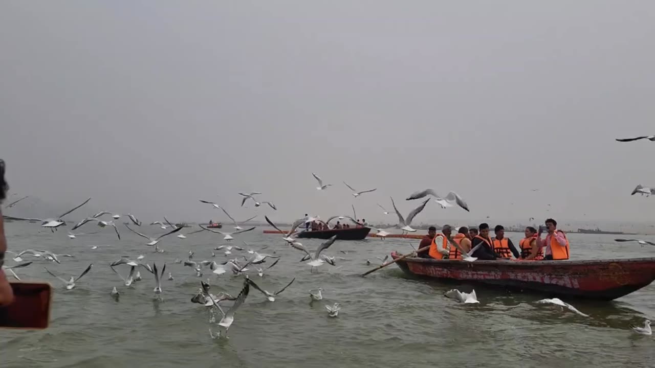 Siberian birds in Varanasi India