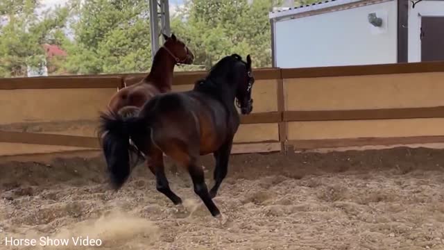 Horse Amazing Video