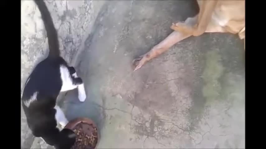 Dog and cat playing a lot of friends