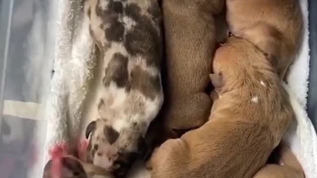Puppy Short Video ll #Short