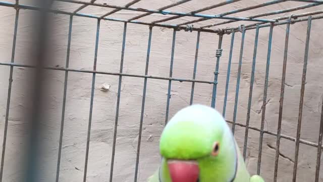 Lovely talking parrot..