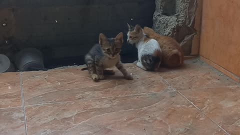 A cat breastfeeds its young during the war on Gaza