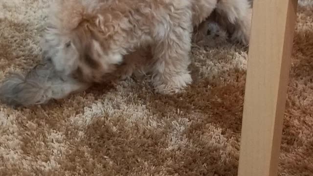 Puppies 🐶 are playing together ❤ 😍