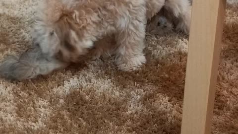 Puppies 🐶 are playing together ❤ 😍