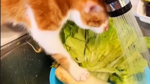 [Funny Collection] In the seventh season, the hard-working kitty helps the owner with the housework!