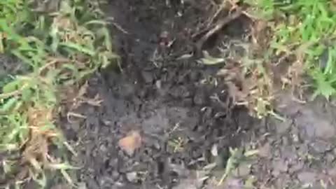 Dog getting in trouble for digging hole