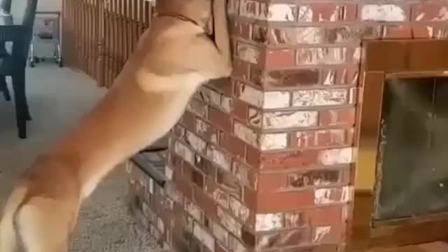 HIDE AND SEEK WITH DOG | FUNNY DOG VIDEO