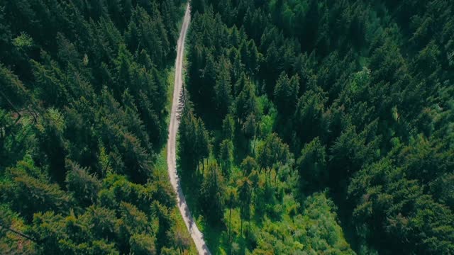 Forest path road drone view