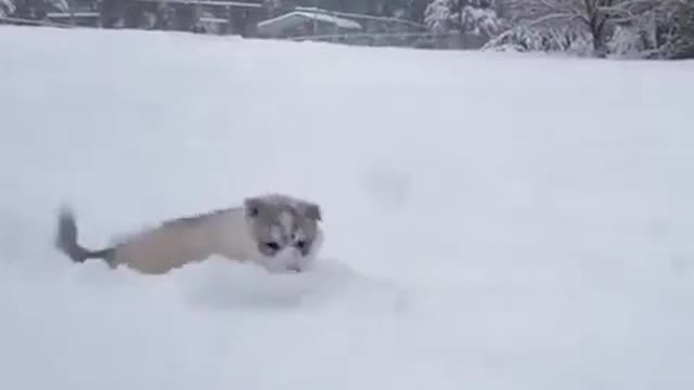 Lovely dog is man's best friend