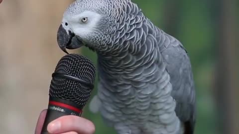 Parrot Talking same as a man