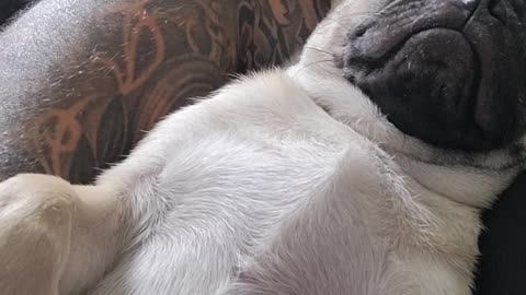 Rocky snoring awake.