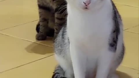 Cat so cute