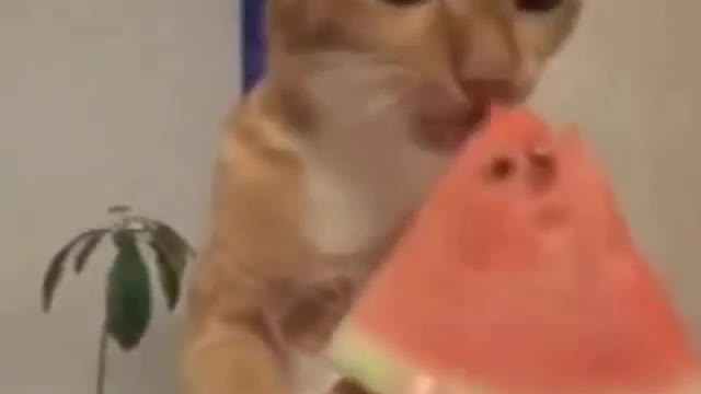 Funny and Cute Cats Videos #182