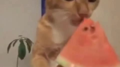 Funny and Cute Cats Videos #182