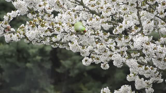 Budgies eat leaves and flowers