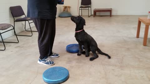 Service Dog in Training Onyz Bouncing Tubs