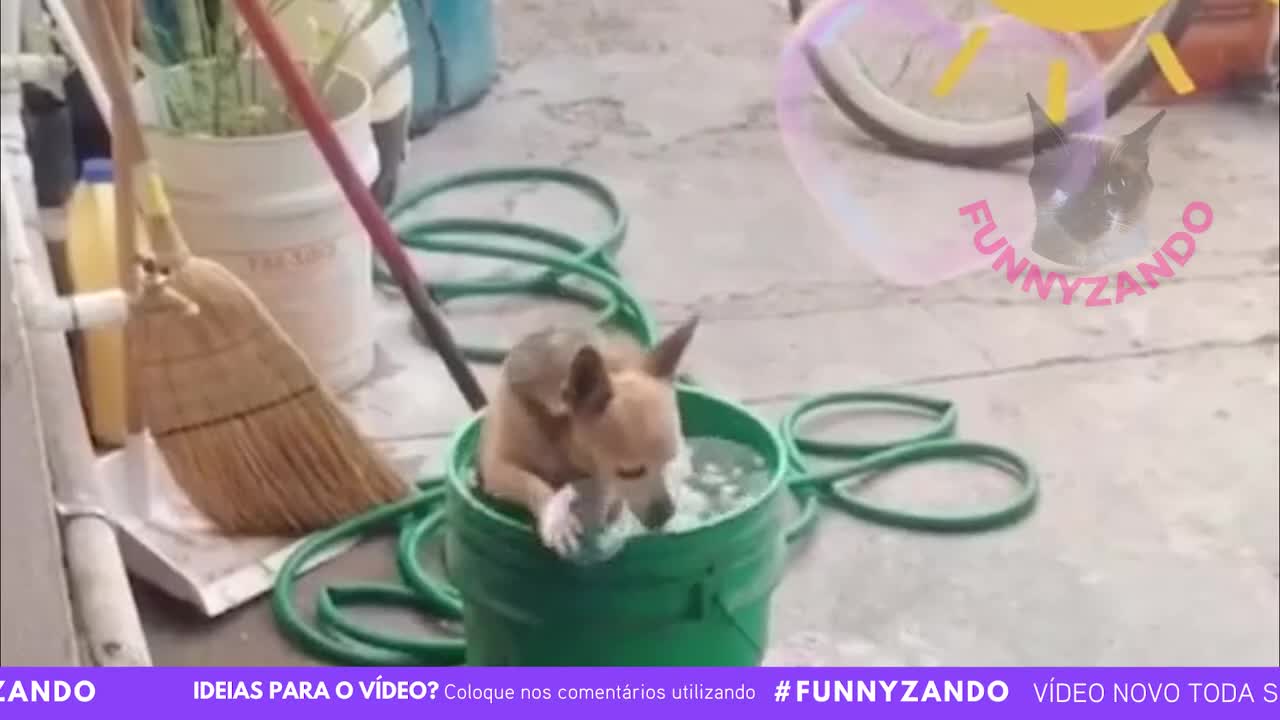 FUNNY ANIMALS 2021 - TRY NOT TO LAUGH