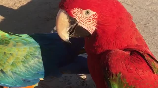 Macaw parrot eating