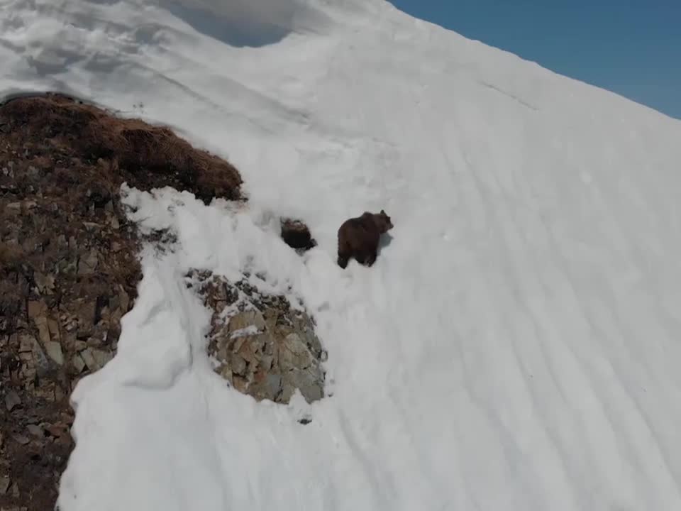 WATCH : Fallen Bear Cub Climbs Back To Mama. 😰
