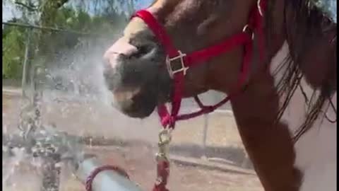 Are you cooling the horse in this way?