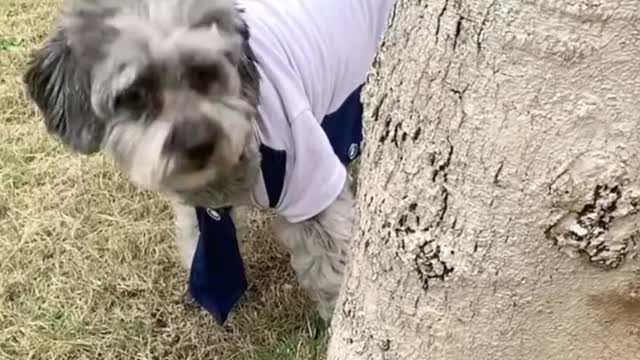 Thé dog knows how to think and do goog deeds to help the owners