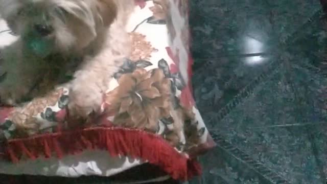 me messing with the dog