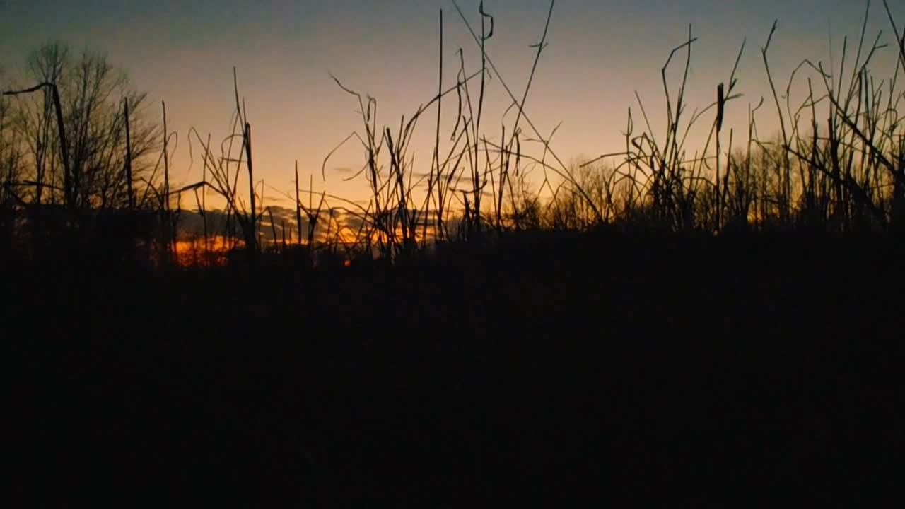 Ducks at Sunset