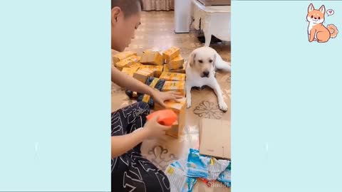 Cutefunny dogs videos