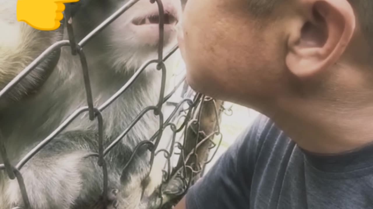 Monkey french kissing