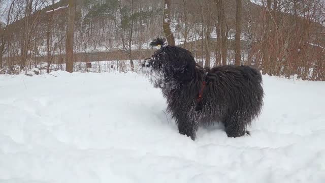 Snowdog is a lovely