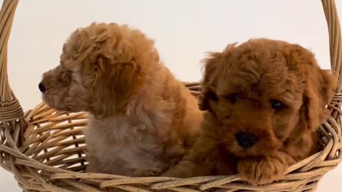 Cute baby dogs Baby has adorable reaction to new pappy