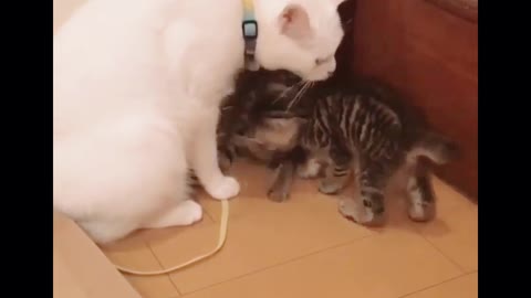 Mother cat