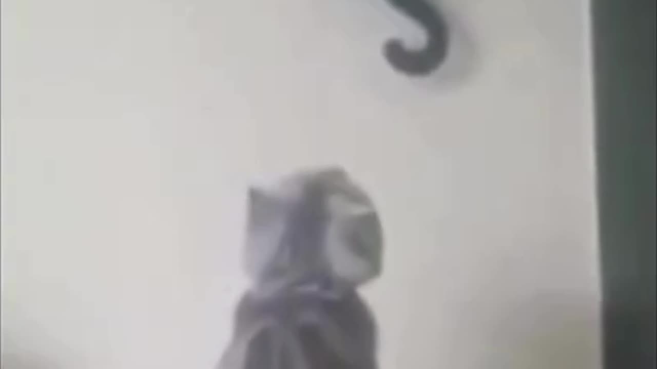 🤣🤣Funny Animal video🤣🤣