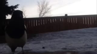 Beautiful gentle Magpie birds captured