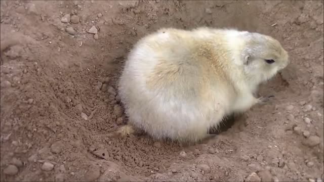 Prairie Dogs Playing - CUTEST Compilation