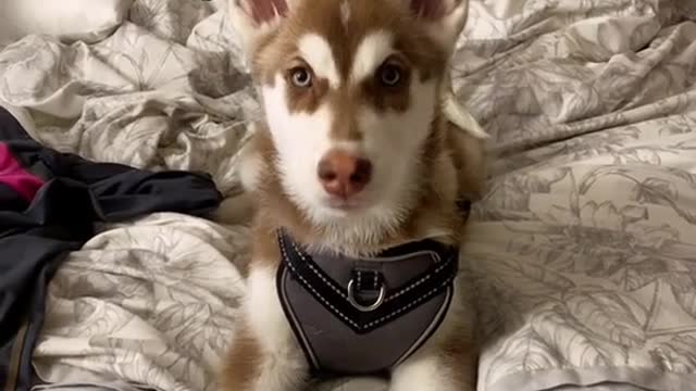 Cute or Not