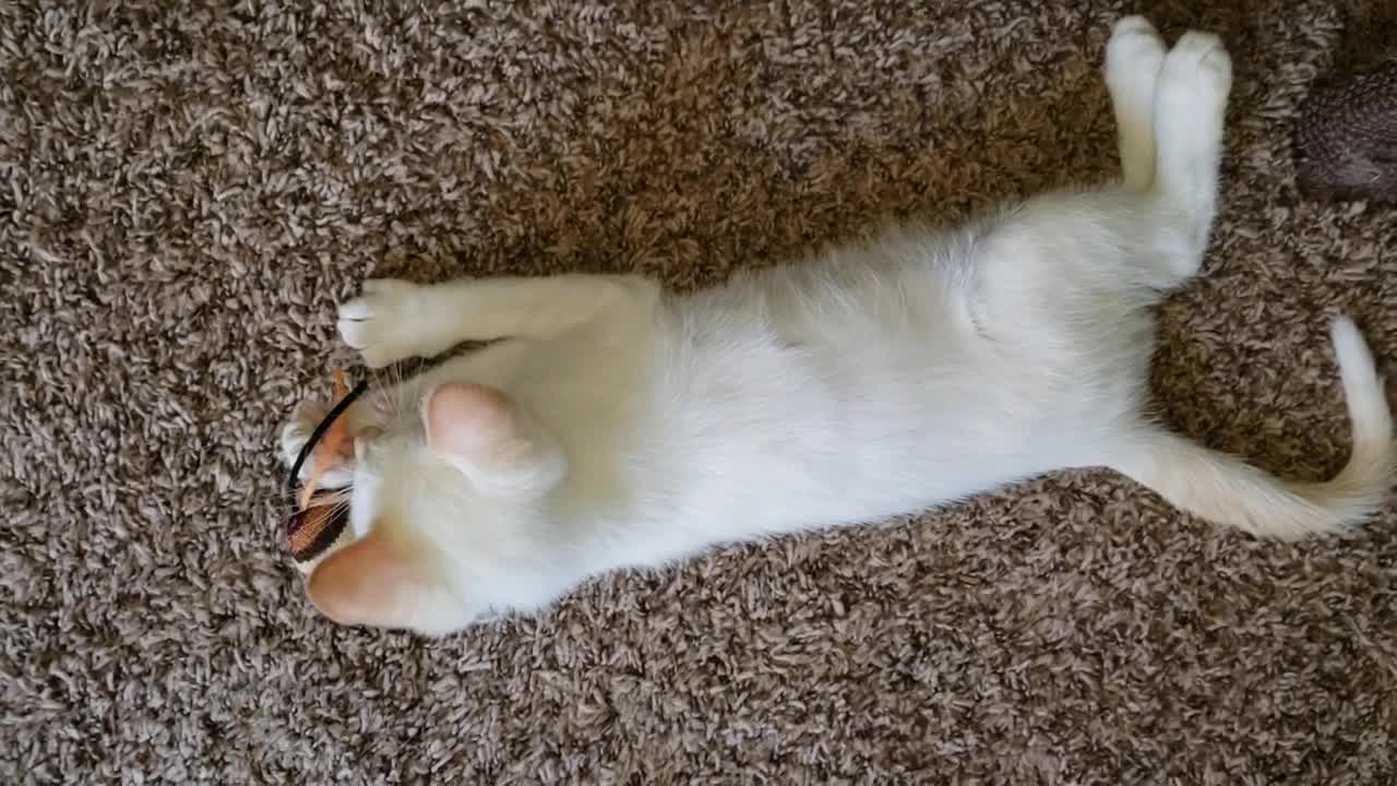 Cat playing with a toy mouse