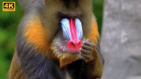 amazon Wildlife - Amazon Rainforest Jungle | Nature For Relax