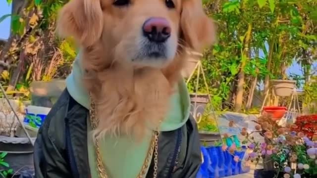 Stylist Dog Videos l Dog attitude Status Video l Funny Dog Video