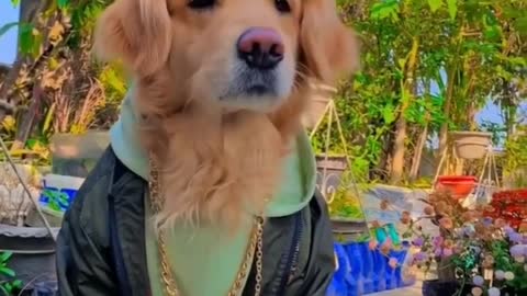 Stylist Dog Videos l Dog attitude Status Video l Funny Dog Video