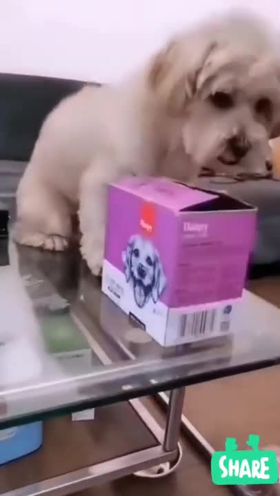 Cute cat videos || Cute cats meowing || funny cat videos #shorts #shorts #trending