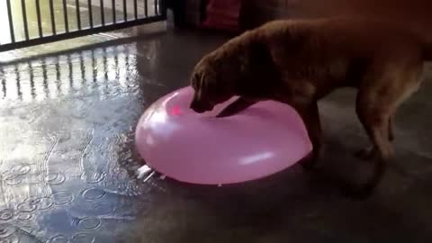 Amazing Video Of A Gigantic water balloon popped by a dog!!