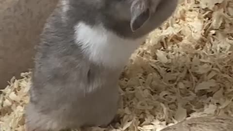 Golden Hamster is eating water