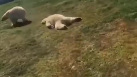 funny animal video