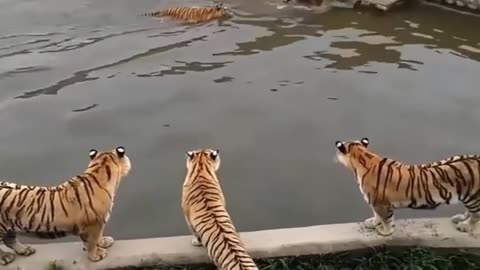 Tiger 🐅 Masti