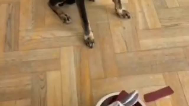 Dog Thinks The Feed Is Poisoned