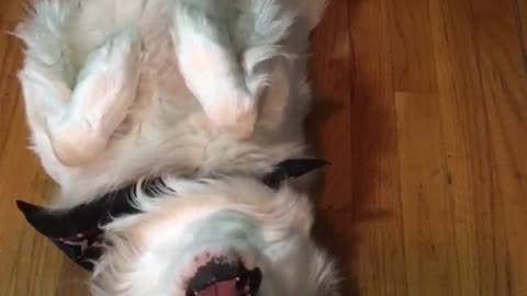 White dog black bandana whines while laying on back