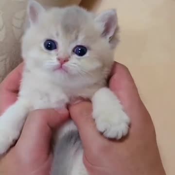 6.Baby Cats - Cute and Funny Cat Videos #cat#tiktok#shorts