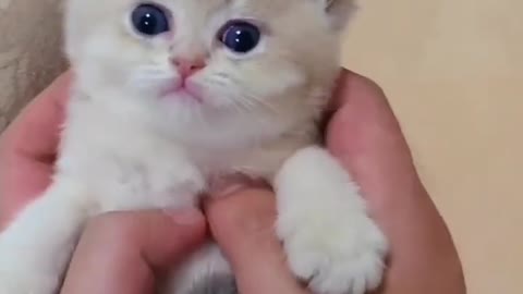 6.Baby Cats - Cute and Funny Cat Videos #cat#tiktok#shorts