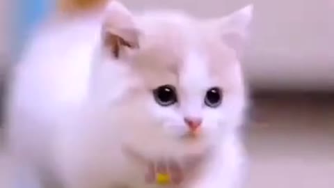 Cute Funny Animals Cat Video$short video